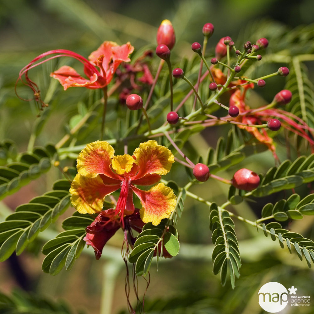 Caesalpinia gilliesii - Pot 10L
