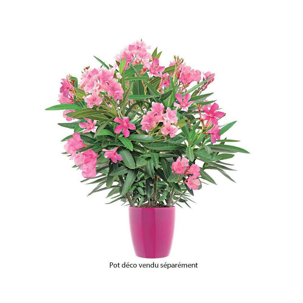 Nerium Oleander : H 40/60 cm ctr 7.5 litres
