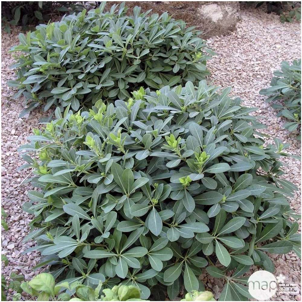 Pittosporum Tobira Nana : H 40/60 cm ctr 8 Litres