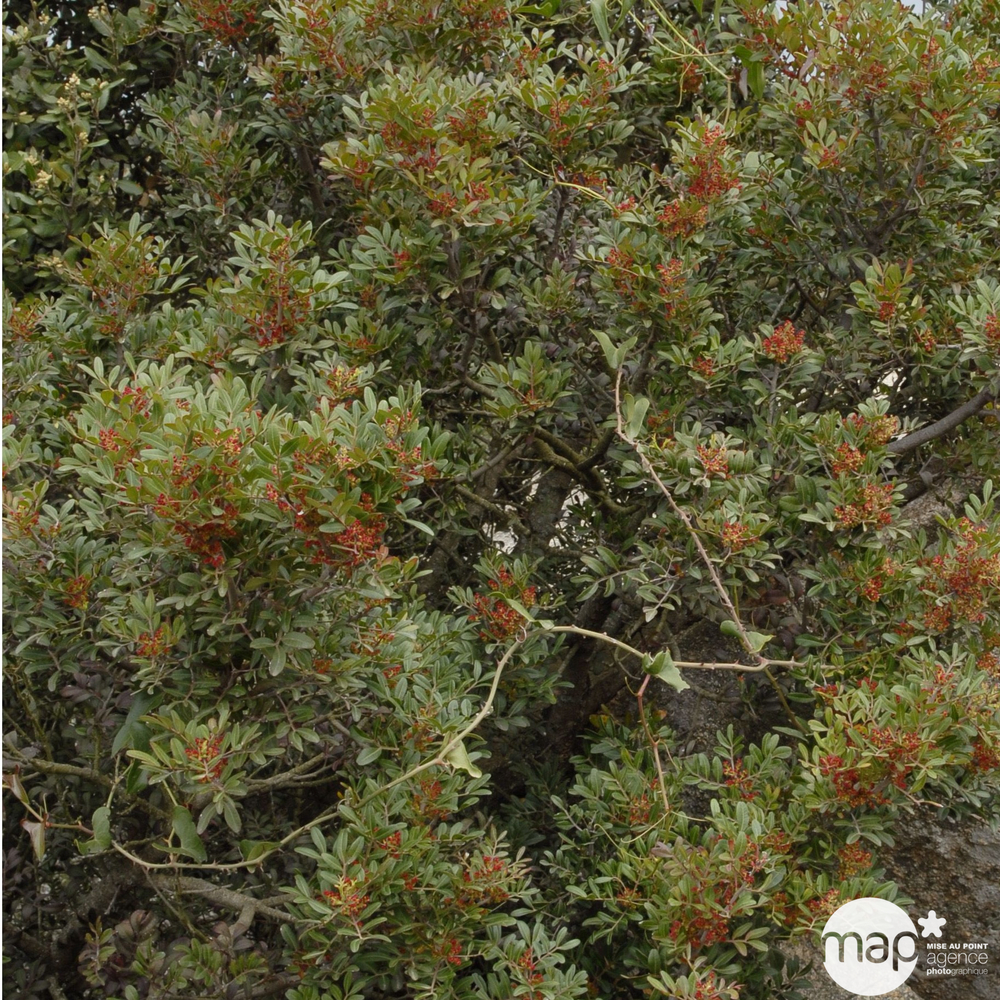 Pistacia lentiscus: pot de 3L