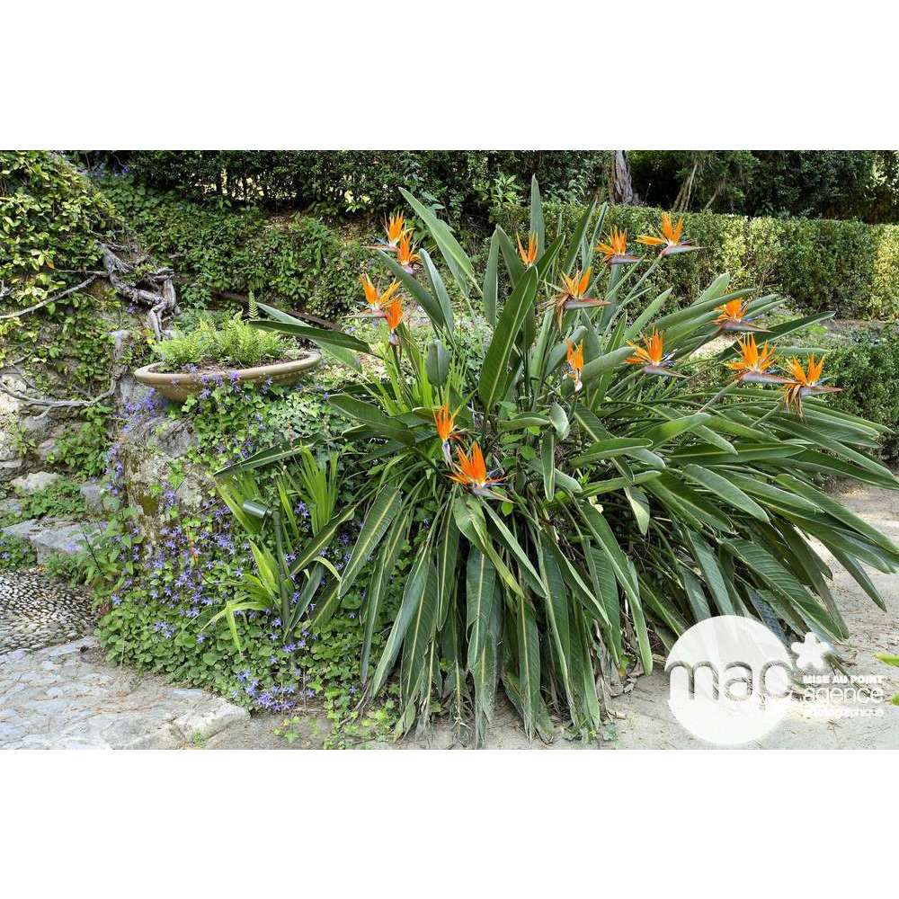 Strelitzia Reginae : H 60/80 ctr 8 litres