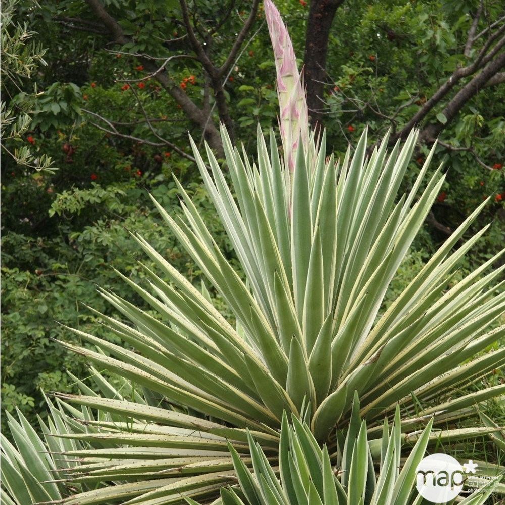 Yucca Gloriosa 'Variegata' : Pot 3,6L