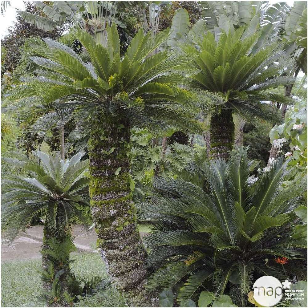 Cycas revoluta : tronc hauteur 20/30 cm conteneur 26 litres