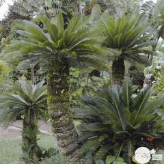Cycas revoluta : tronc hauteur 20/30 cm conteneur 26 litres