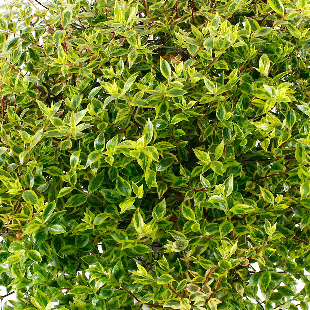 Abelia x grandiflora 'Kaléidoscope'® : conteneur 7,5 litres