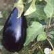Plant d'aubergine 'Black Pearl' F1 greffée : pot de 1 litre