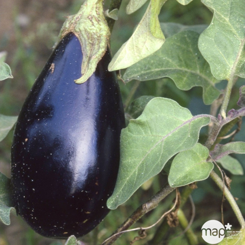 Plant d'aubergine 'Black Pearl' F1 greffée : pot de 1 litre