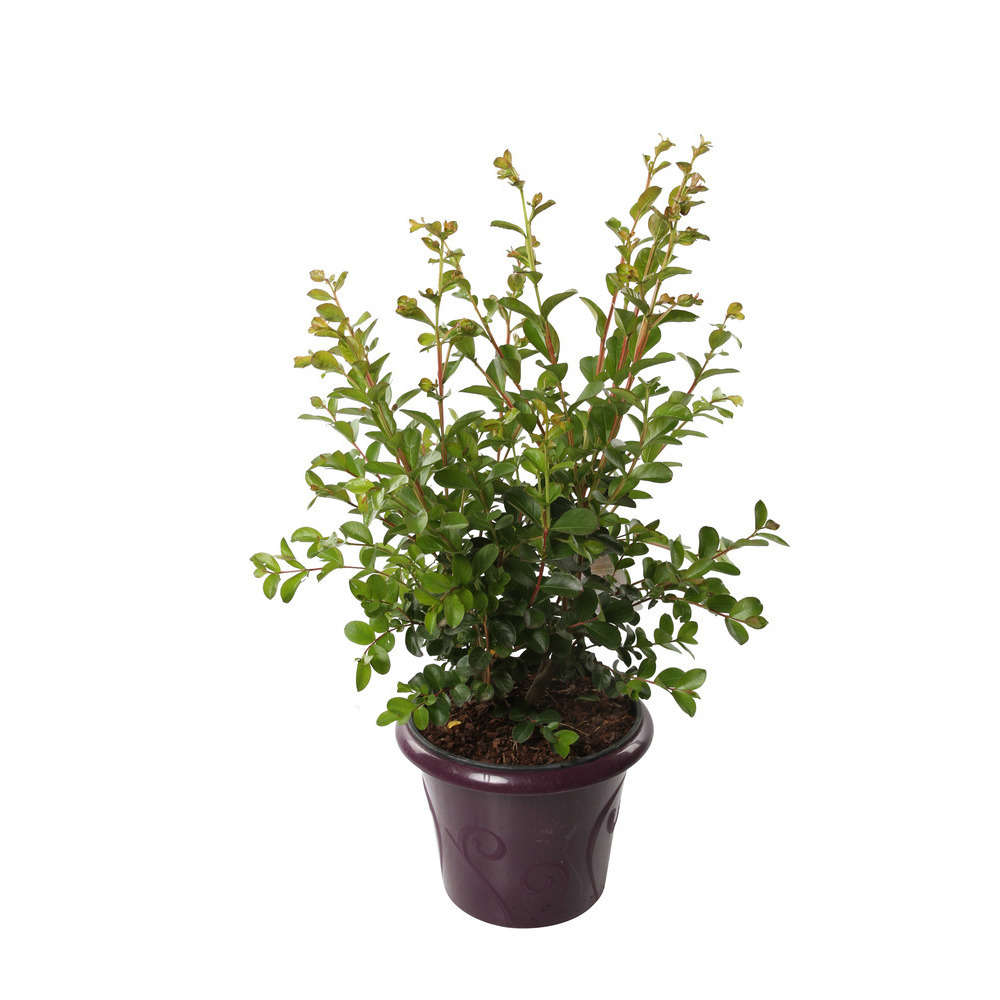 Lagerstroemia indica: pot 12L deco