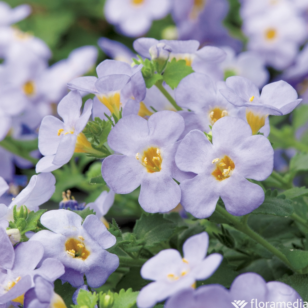 Bacopa en mélange : jardinière 40cm