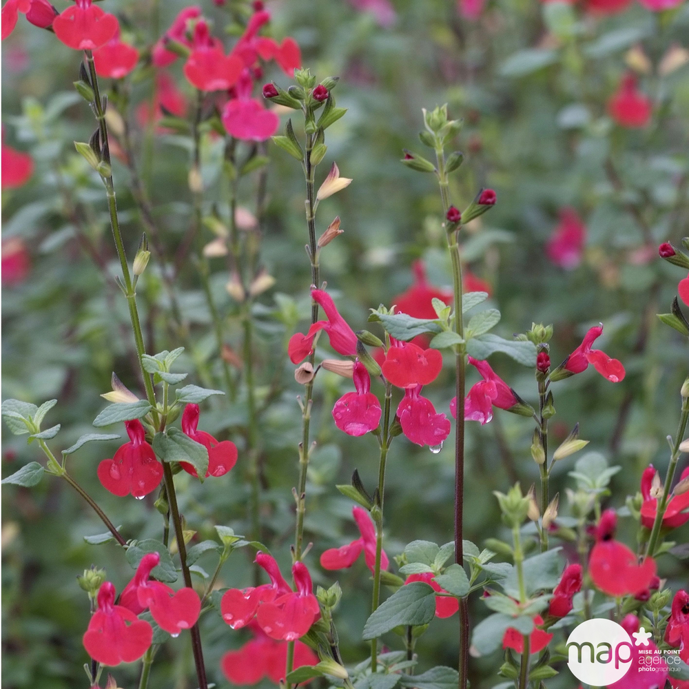 Salvia grahamii : conteneur de 5 Litres