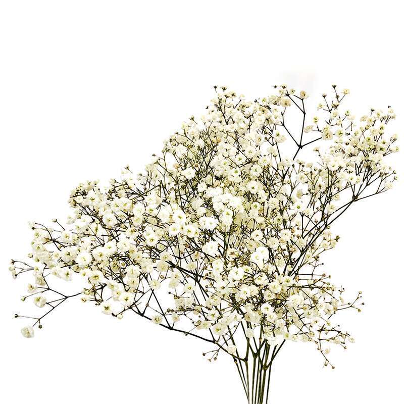 3 GYPSOPHYLES PERFECTA-(368018)