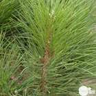 Pinus nigra ' Green Tower ' : hauteur 40/60 cm pot 6 litres