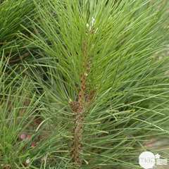 Pinus nigra ' Green Tower ' : hauteur 40/60 cm pot 6 litres