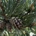 Pinus Sylvestris Watereri : H 40 cm : Pot diamètre 10 cm