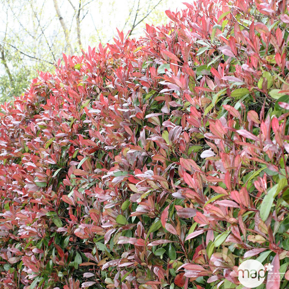 Photinia Red Robin : pot 45L