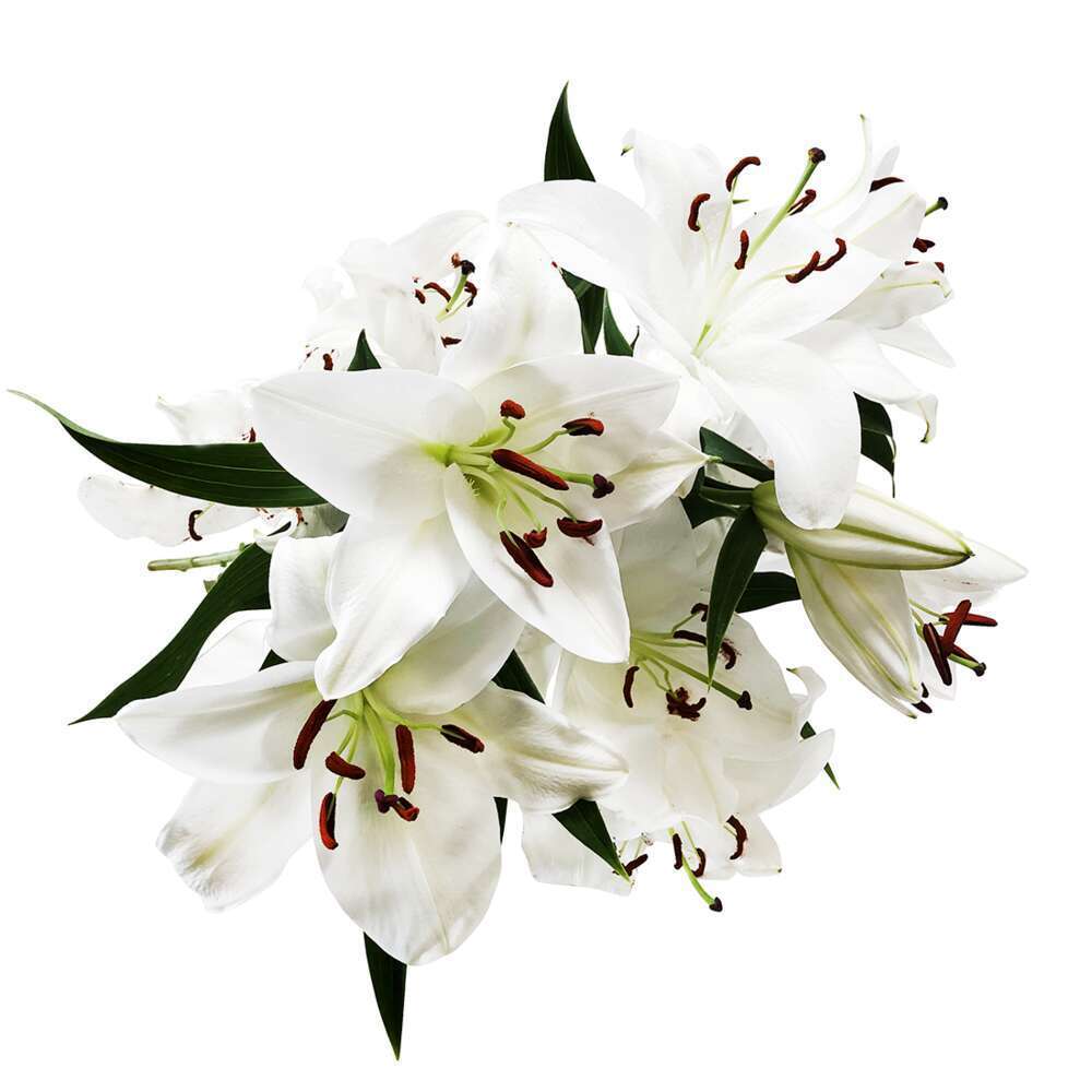 Botte De Lys Oriental 3 Tiges Blanc Truffaut