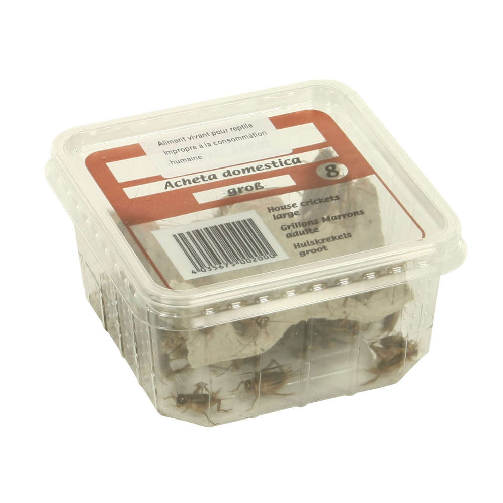 Grillons domestiques reptiles, taille L, 30/35 pièces