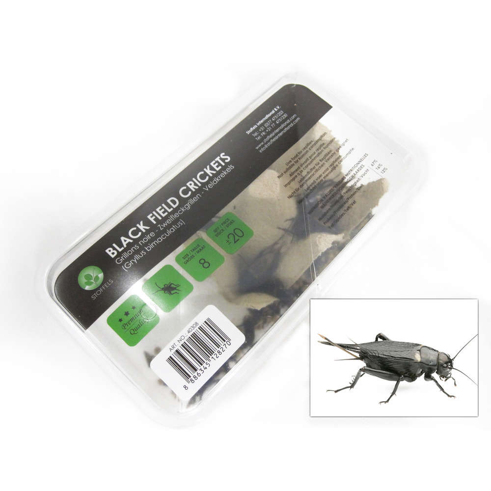 Grillons noirs alimentation reptiles, taille L, 20 pièces