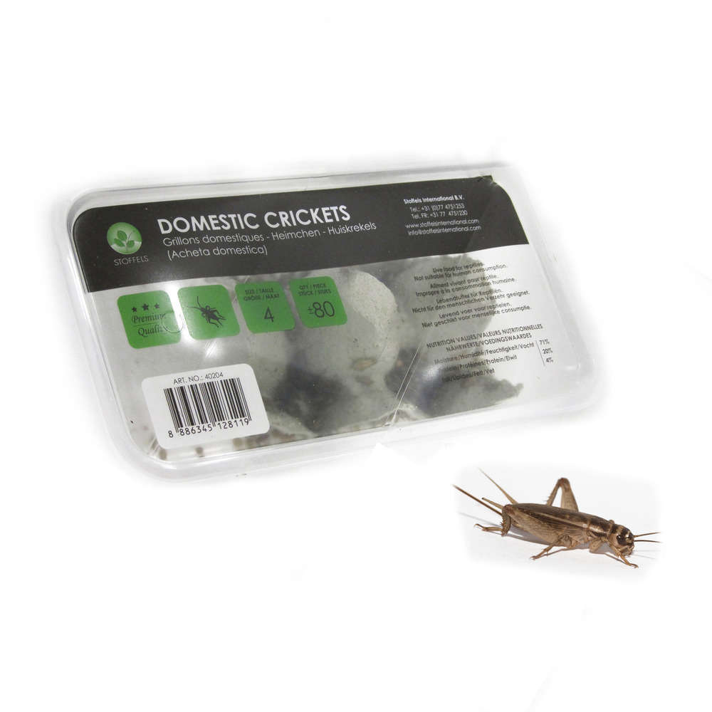 Grillons alimentation reptiles, taille petit, 70/80 pièces