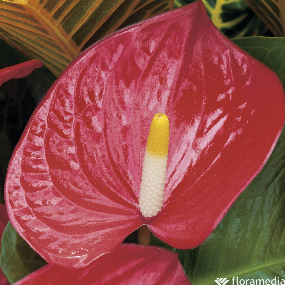Anthurium : H.60cm, pot Ø14cm