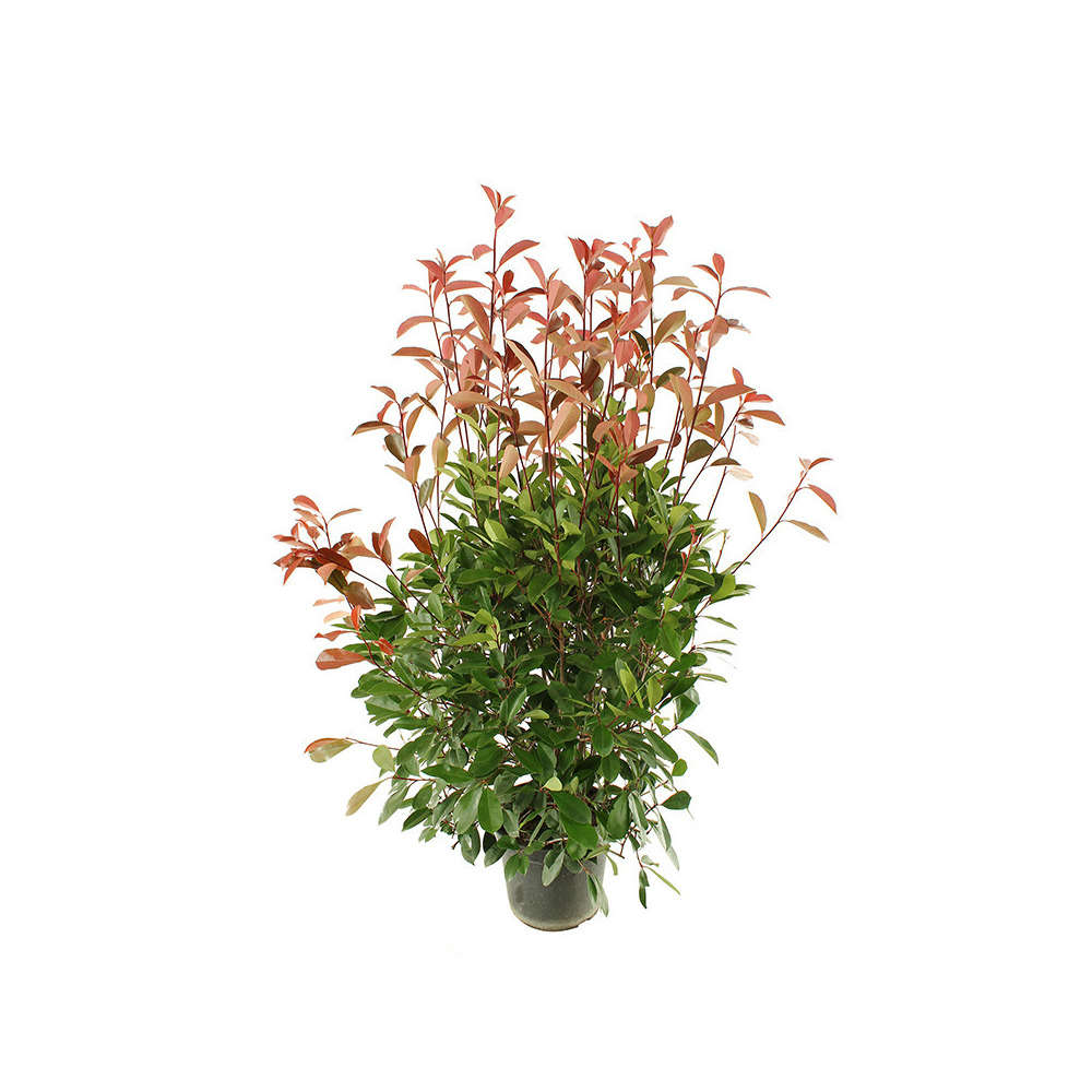 Photinia R.Robin : C 15L 125/150