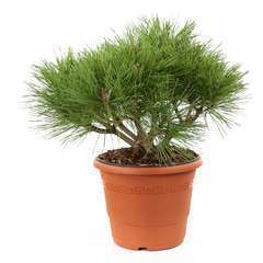 Pinus nigra Pierrick Bregeon : H 25/30 cm : ctr 5 L