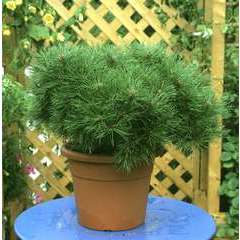 Pinus nigra Pierrick Bregeon : H 35/40 cm : ctr 10 L