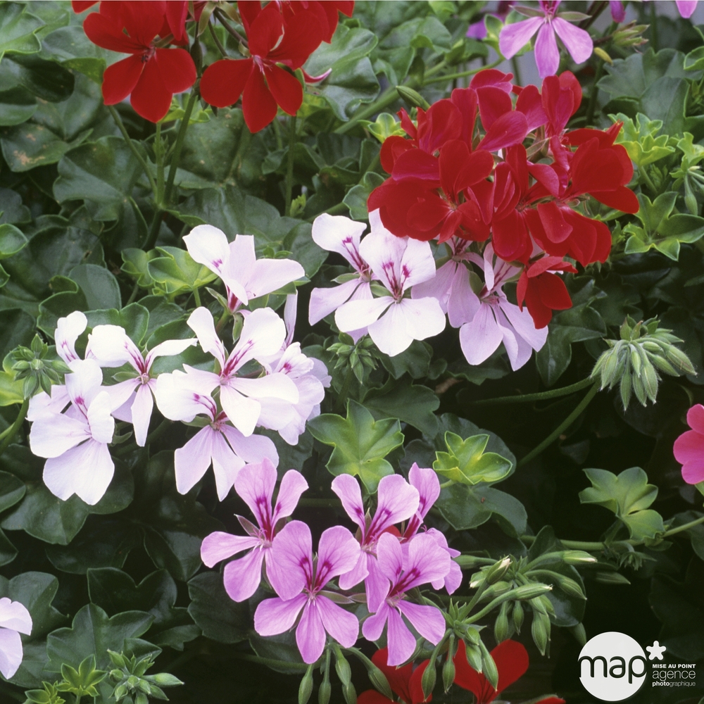 Géranium zonale de semis : Ctr 2,5 litres