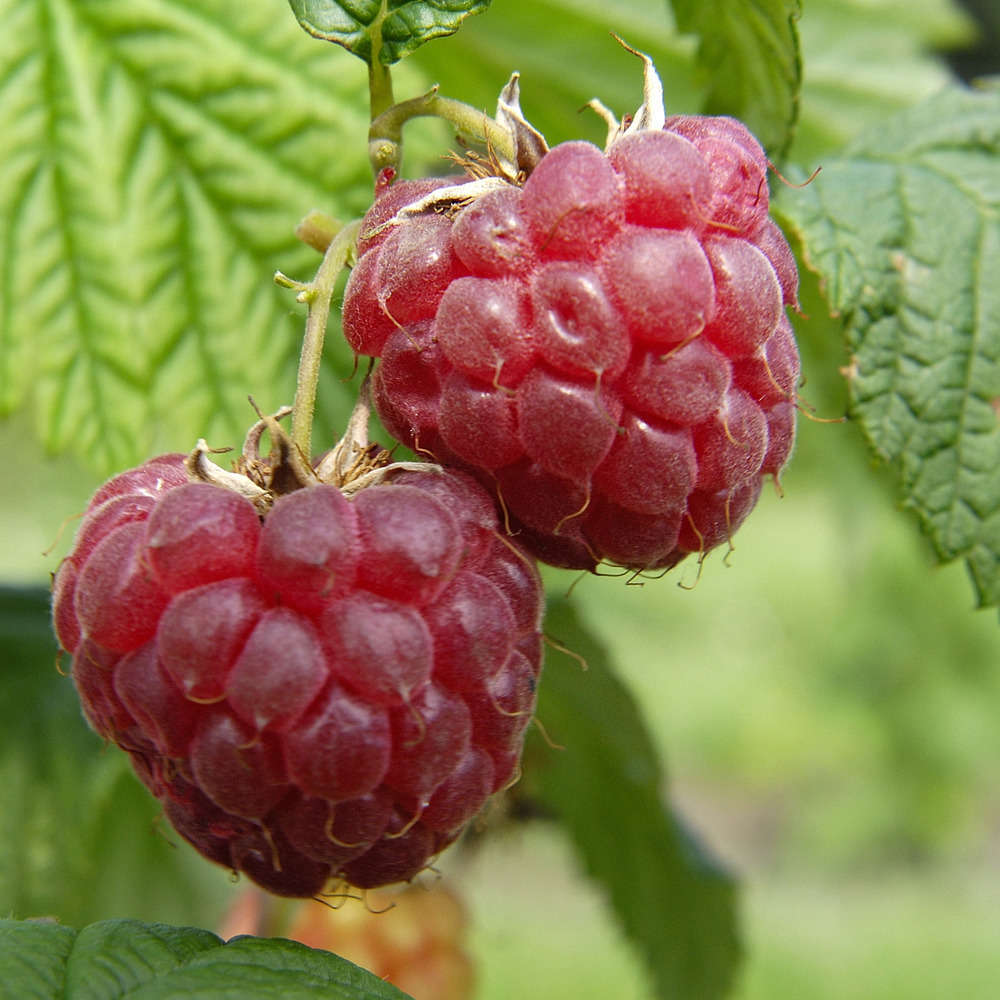 Framboisier 'Glen Ample' : pot de 1,5 litres