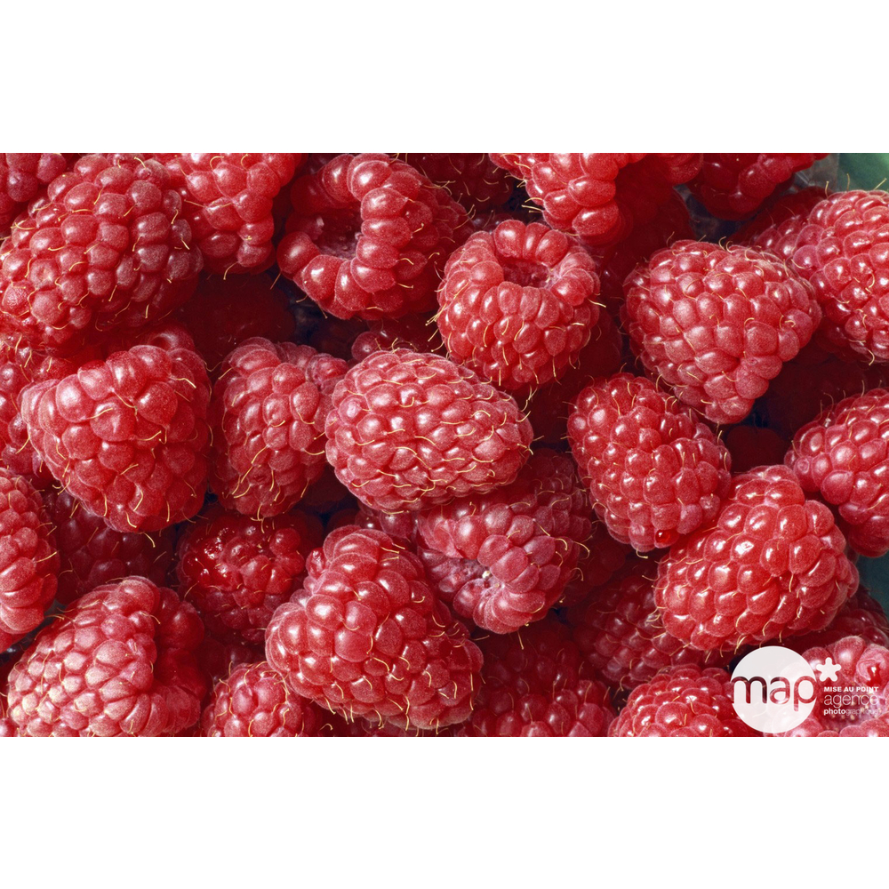 Framboisier varié - Pot 7,5L