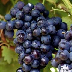 Vigne 'Muscat Bleu' : pot de 1,5 litres