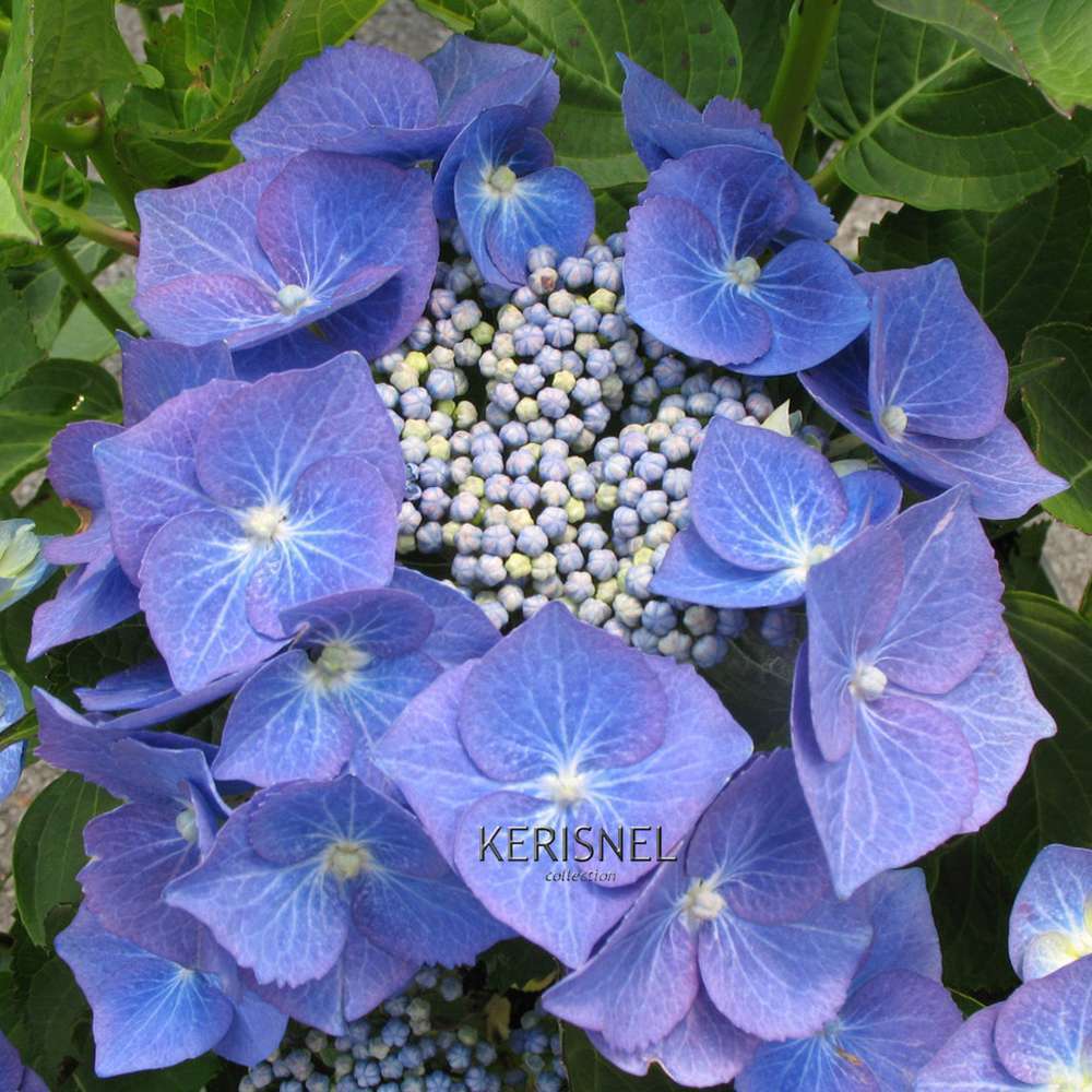 Hydrangea 'Beauté Vendômoise', ctr 3 L