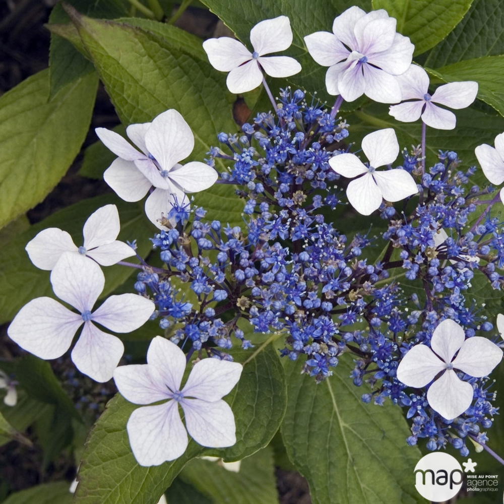 Hydrangea Serrata 'Grayswood', ctr 3 L