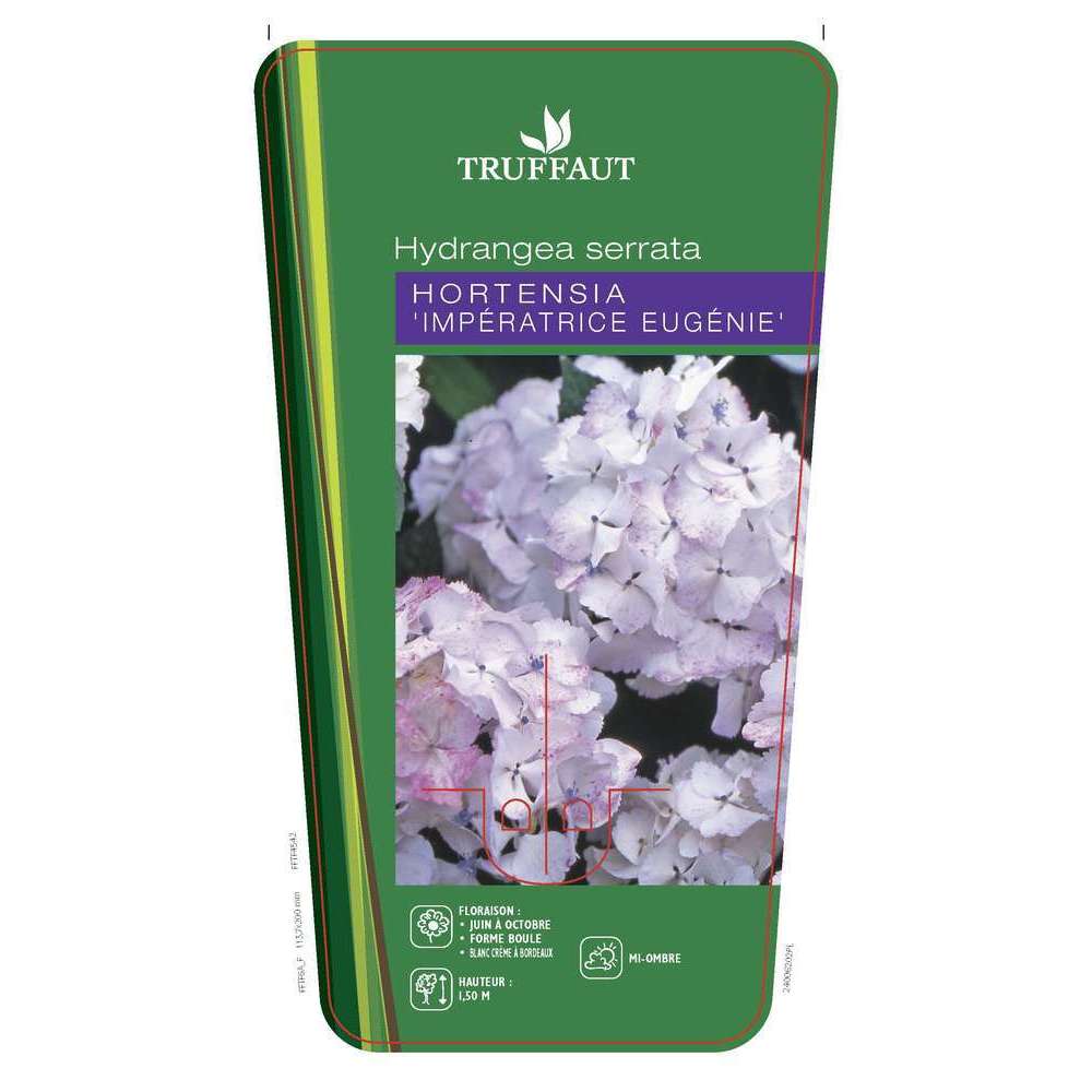 Hydrangea 'Impératrice Eugénie', ctr 3 L