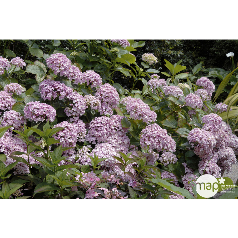 Hydrangea 'Ayesha', ctr 3 L