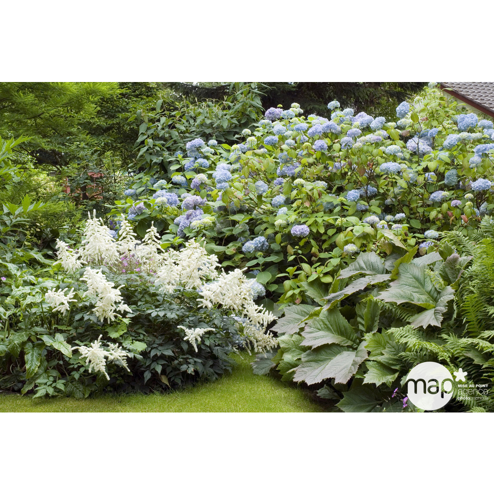 Hydrangea 'Vicomtesse de Vibraye', ctr 3 L