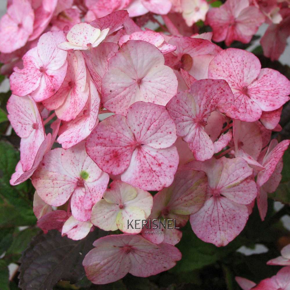 Hydrangea 'Precioza', ctr 3 L