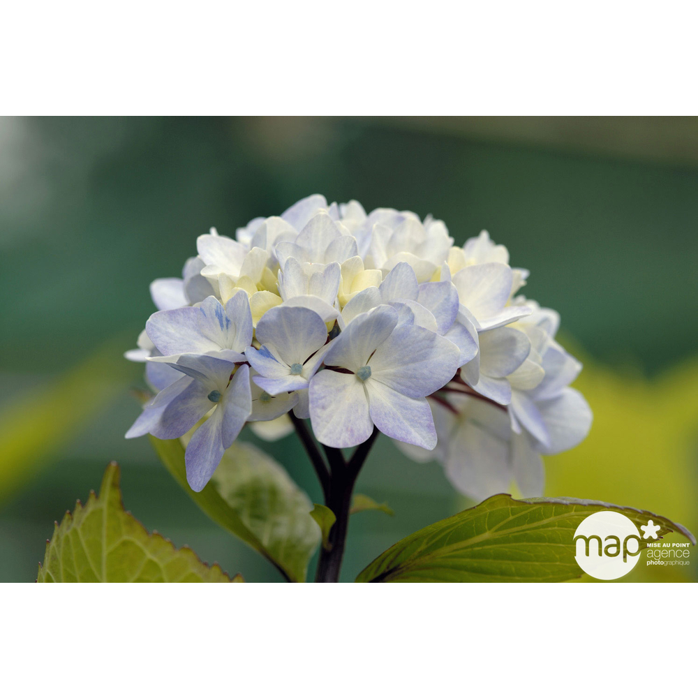 Hydrangea nigra, ctr 3 L