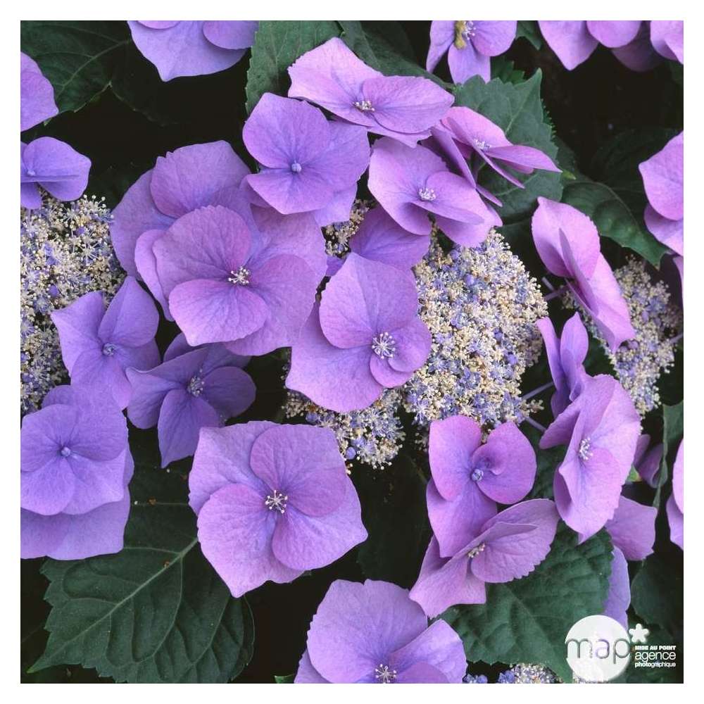 Hydrangea 'Blaumeise', ctr 3 L