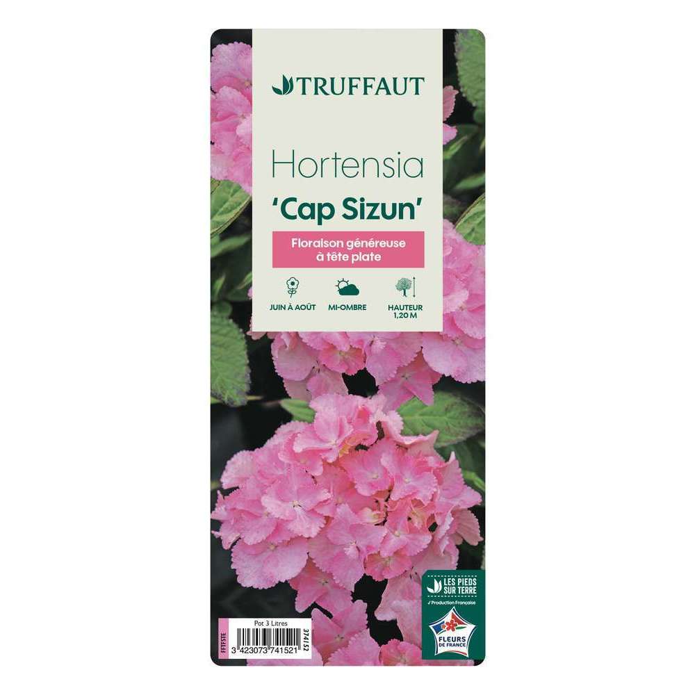 Hydrangea 'Cap Sizun', ctr 3 L