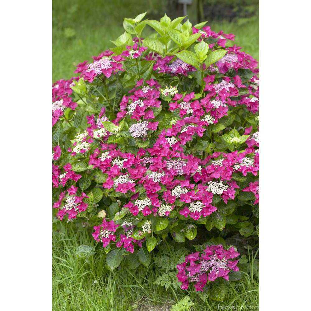 Hydrangea 'Rotschwanz', contneur 3 L