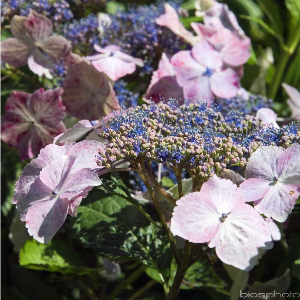 Hydrangea 'Juno', ctr 3 L