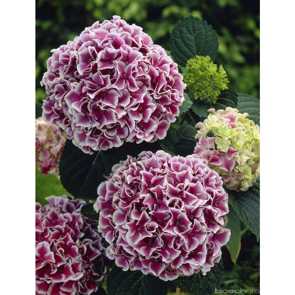 Hydrangea 'Lady Nobuko', ctr 3 L