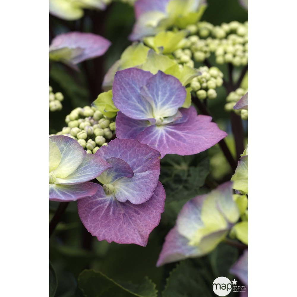 Hydrangea macrophylla 'Zorro', ctr 3 L