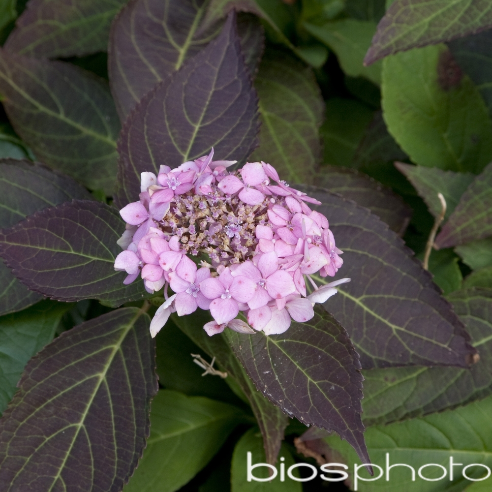 Hydrangea 'Gracioza', ctr 3 L