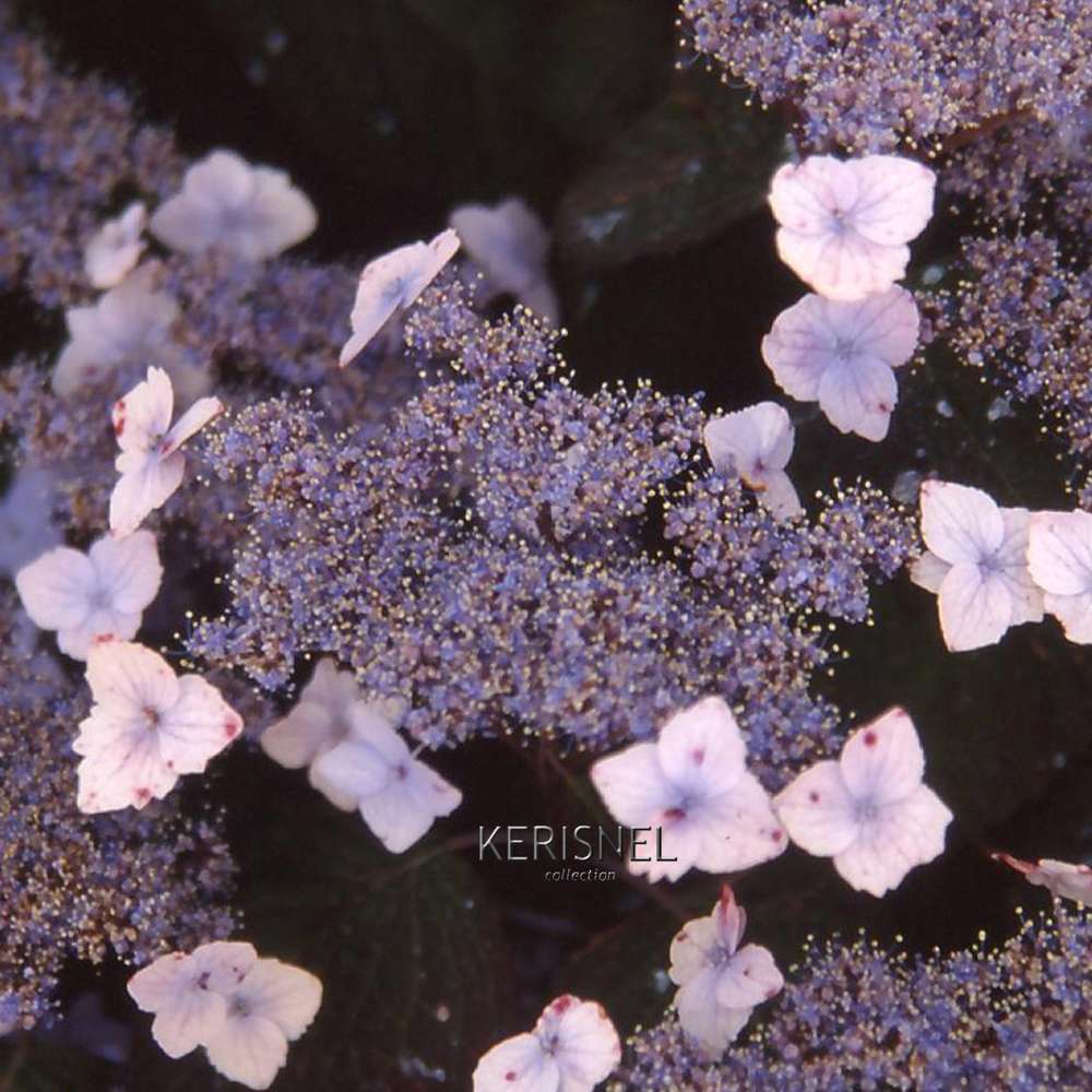 Hydrangea 'Blue Deckle', contneur 3 L