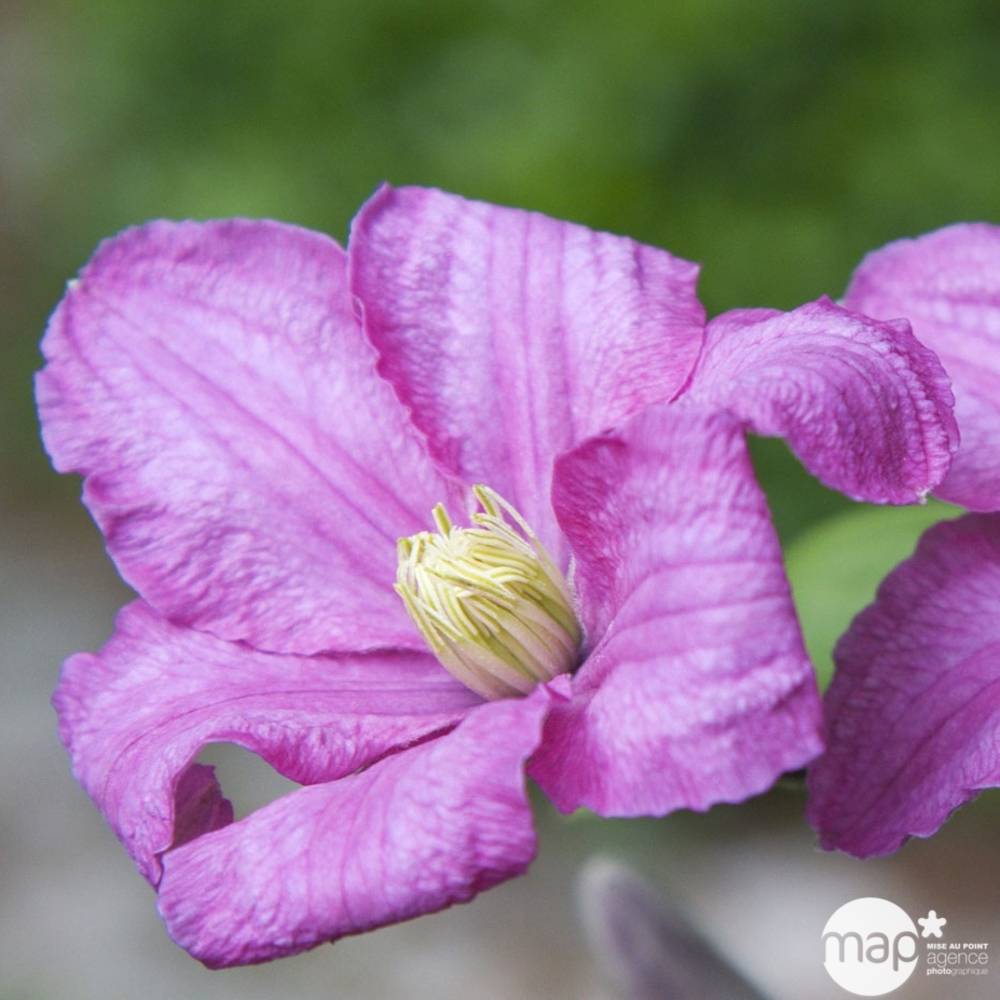 Clematis Ernest Markham : ctr de 3 Litres