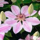 Clematis Nelly Moser : ctr de 3 Litres