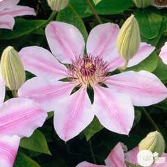 Clematis Nelly Moser : ctr de 3 Litres