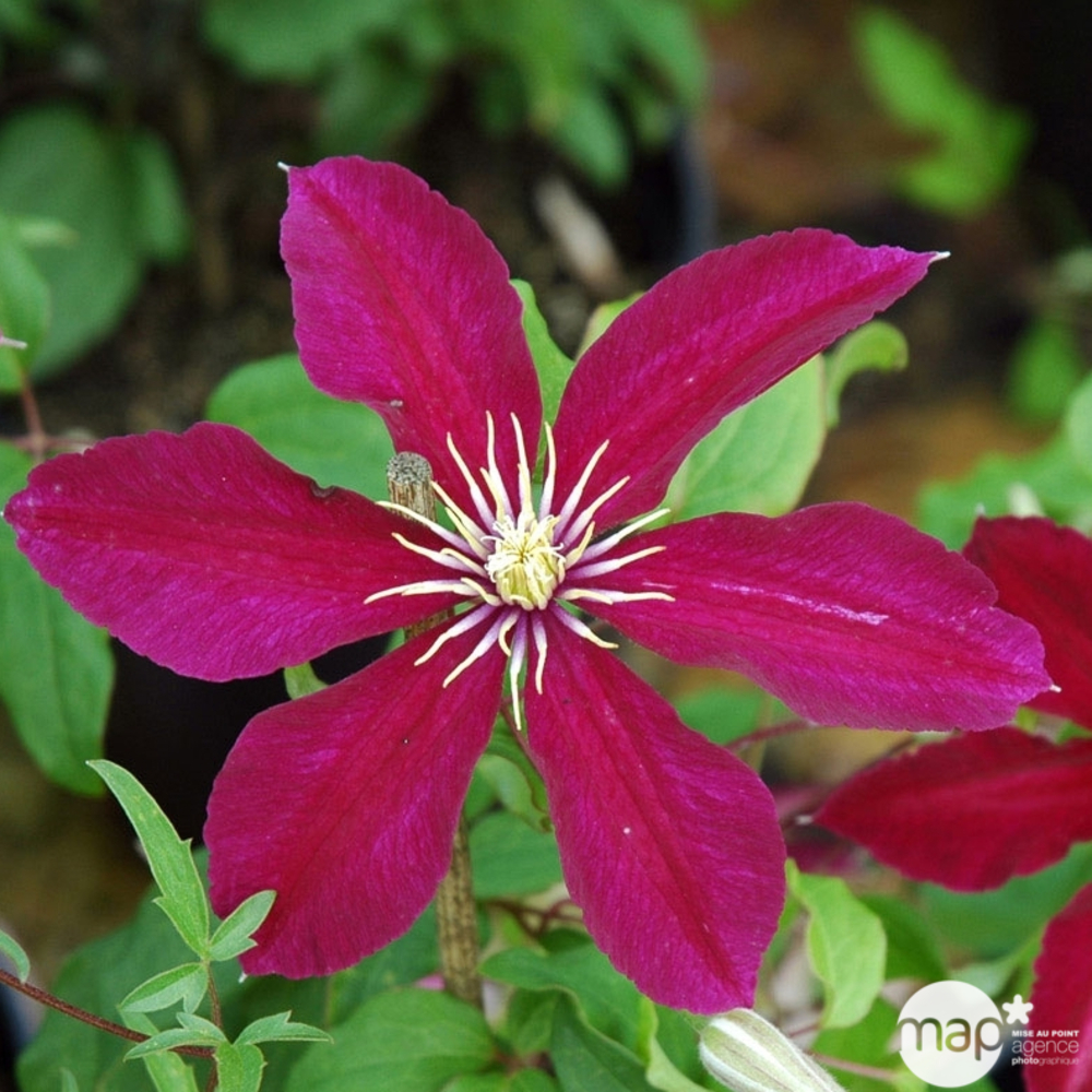 Clematis ' Niobe ' : conteneur 3 litres